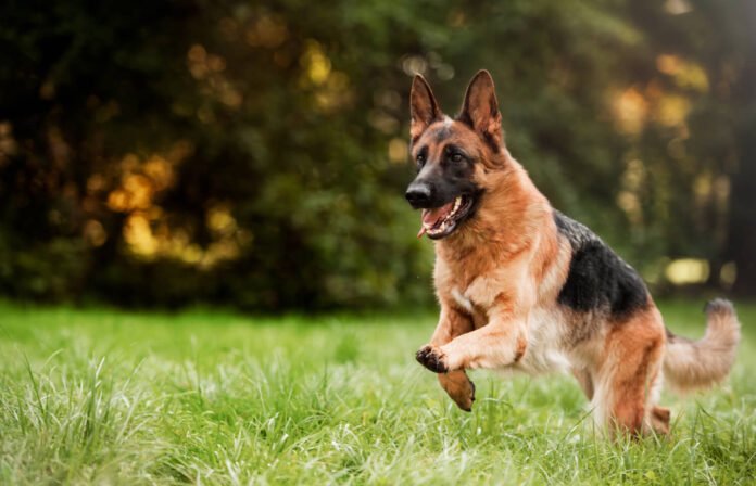 What to know before buying German Shepherds