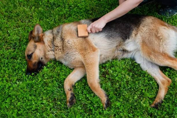 German Shepherds need regular grooming to be healthy.