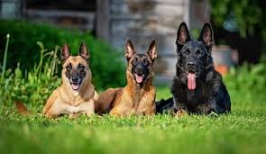 There are 5 types of German Shepherds