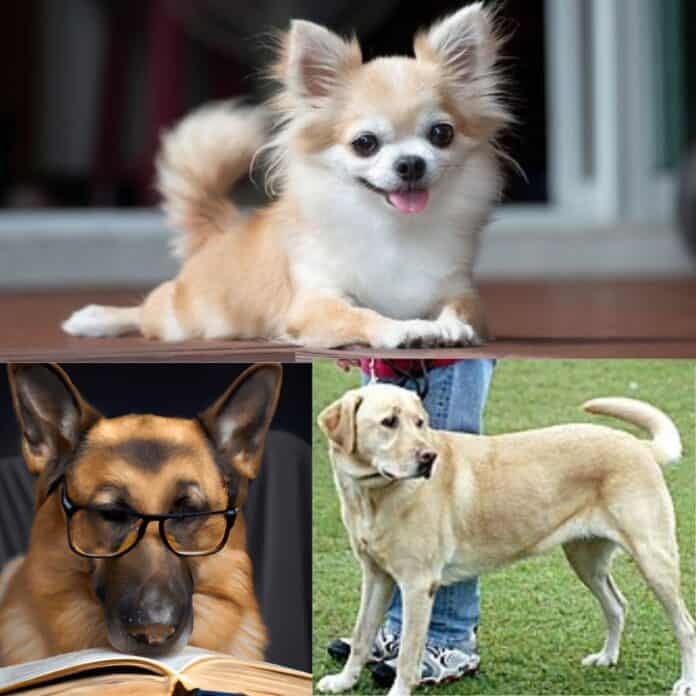 Best dog breeds in Kenya