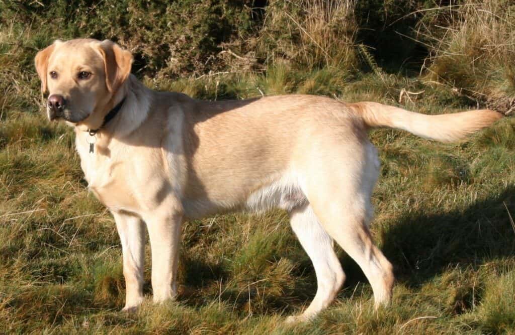 Labrador Retriever are some of the most common dog breeds in Kenya