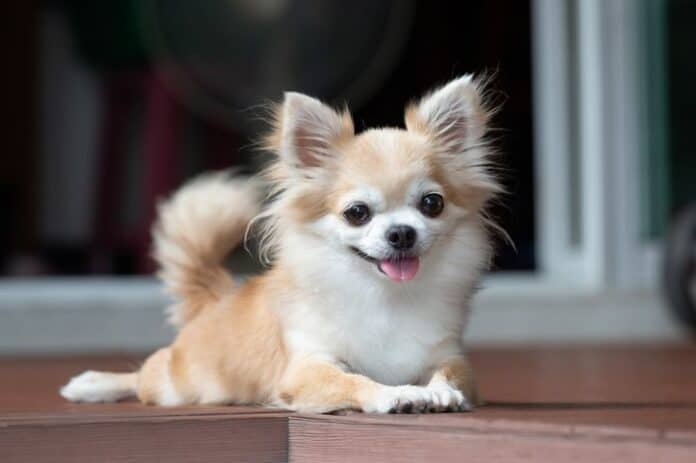 chiwawa-chihuahua in Kenya